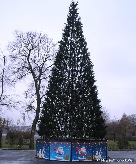 Новогоднюю елку установили на площади Свободы.