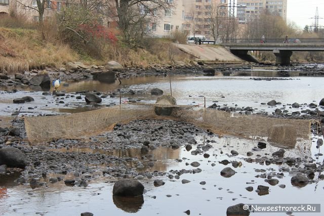 Сестрорецкие браконьеры захватили водосливной канал "Шипучка"