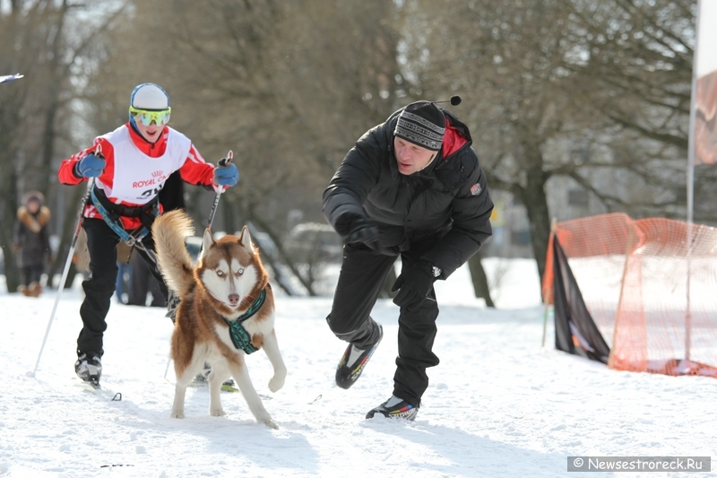 Праздник ездового спорта в Сестрорецке