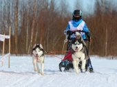 Праздник ездового спорта в Сестрорецке