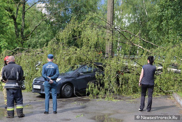 На ул.Токарева упавшее дерево придавило две машины